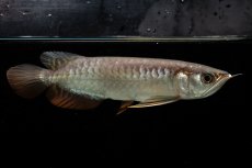 画像2: 紅尾金龍　NO.34（アクアリーダー産） (2)