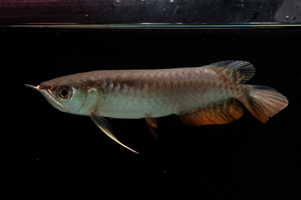 画像5: 紅尾金龍　NO.34（アクアリーダー産） (5)