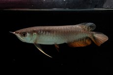 画像5: 紅尾金龍　NO.34（アクアリーダー産） (5)