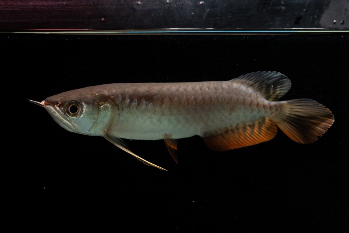 画像3: 紅尾金龍　NO.34（アクアリーダー産） (3)