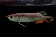 画像3: 紅尾金龍　NO.34（アクアリーダー産） (3)