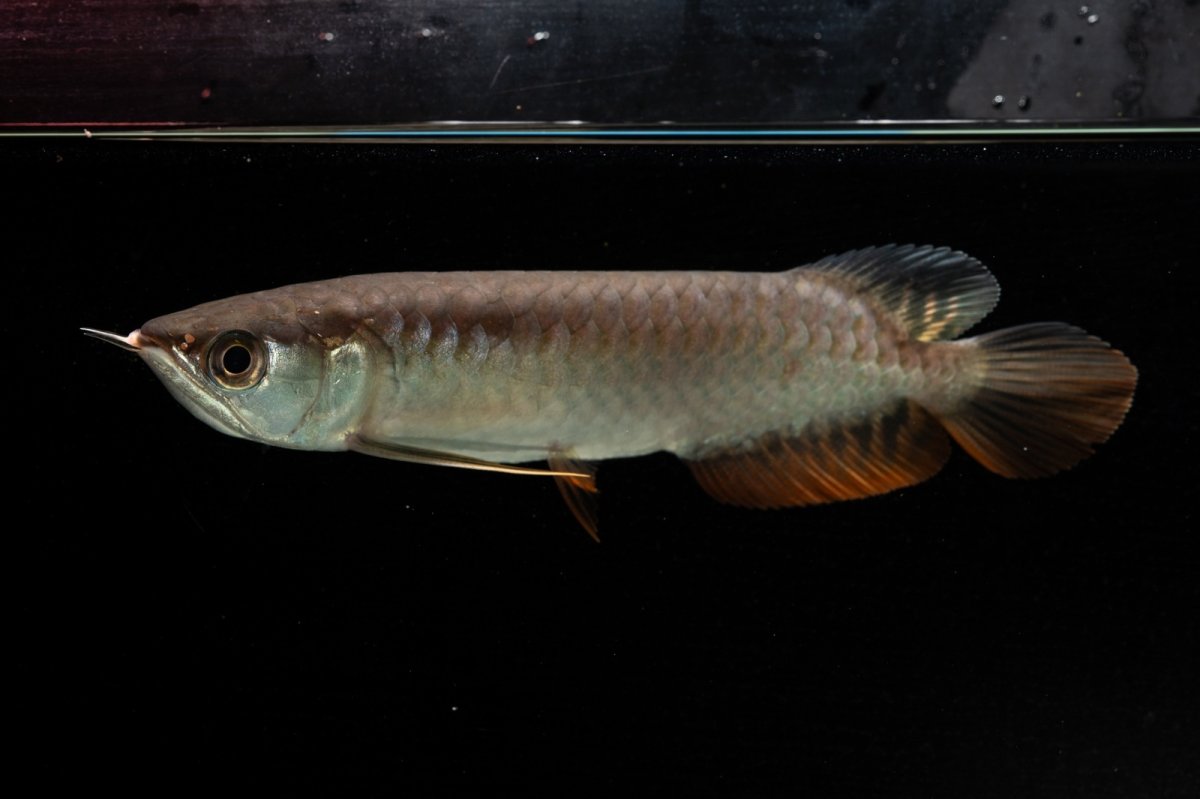 画像1: 紅尾金龍　NO.34（アクアリーダー産） (1)