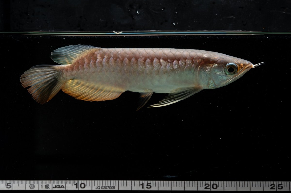 画像8: 紅尾金龍　NO.35（アクアリーダー産） (8)