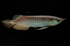 画像7: 紅尾金龍　NO.35（アクアリーダー産） (7)