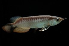 画像3: 紅尾金龍　NO.35（アクアリーダー産） (3)