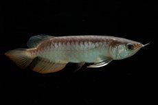 画像1: 紅尾金龍　NO.35（アクアリーダー産） (1)