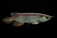 画像6: 紅尾金龍　NO.35（アクアリーダー産） (6)