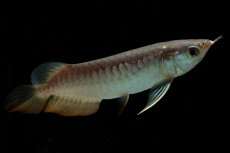 画像5: 紅尾金龍　NO.35（アクアリーダー産） (5)