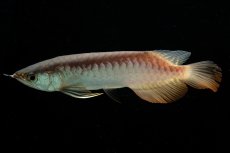 画像4: 紅尾金龍　NO.35（アクアリーダー産） (4)