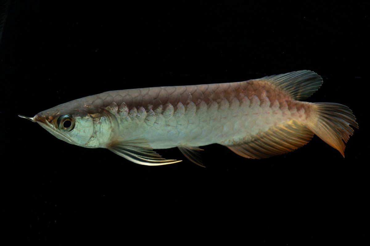 画像2: 紅尾金龍　NO.35（アクアリーダー産） (2)