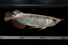 画像12: 紅尾金龍　NO.38（アクアリーダー産） (12)