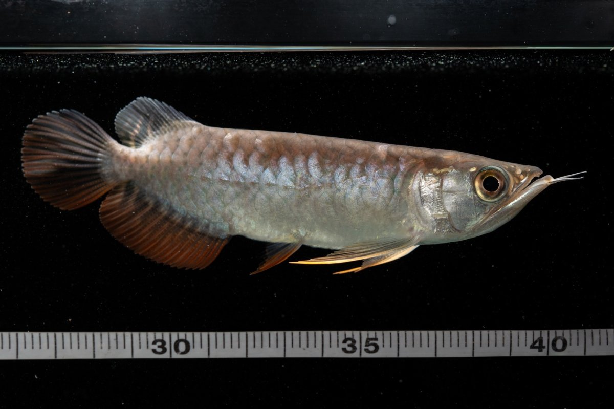 画像11: 紅尾金龍　NO.38（アクアリーダー産） (11)