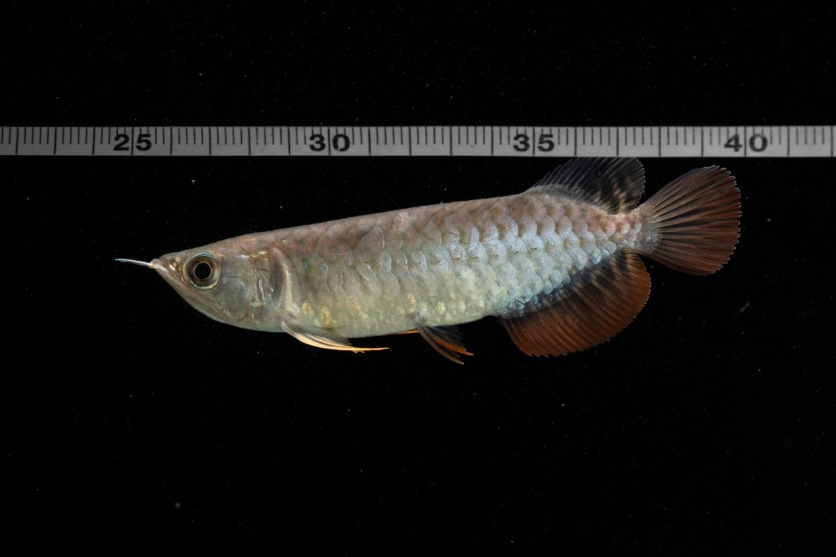 画像10: 紅尾金龍　NO.38（アクアリーダー産） (10)