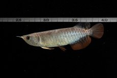 画像10: 紅尾金龍　NO.38（アクアリーダー産） (10)