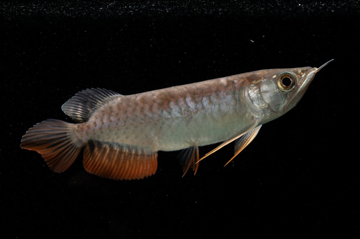 画像2: 紅尾金龍　NO.38（アクアリーダー産） (2)