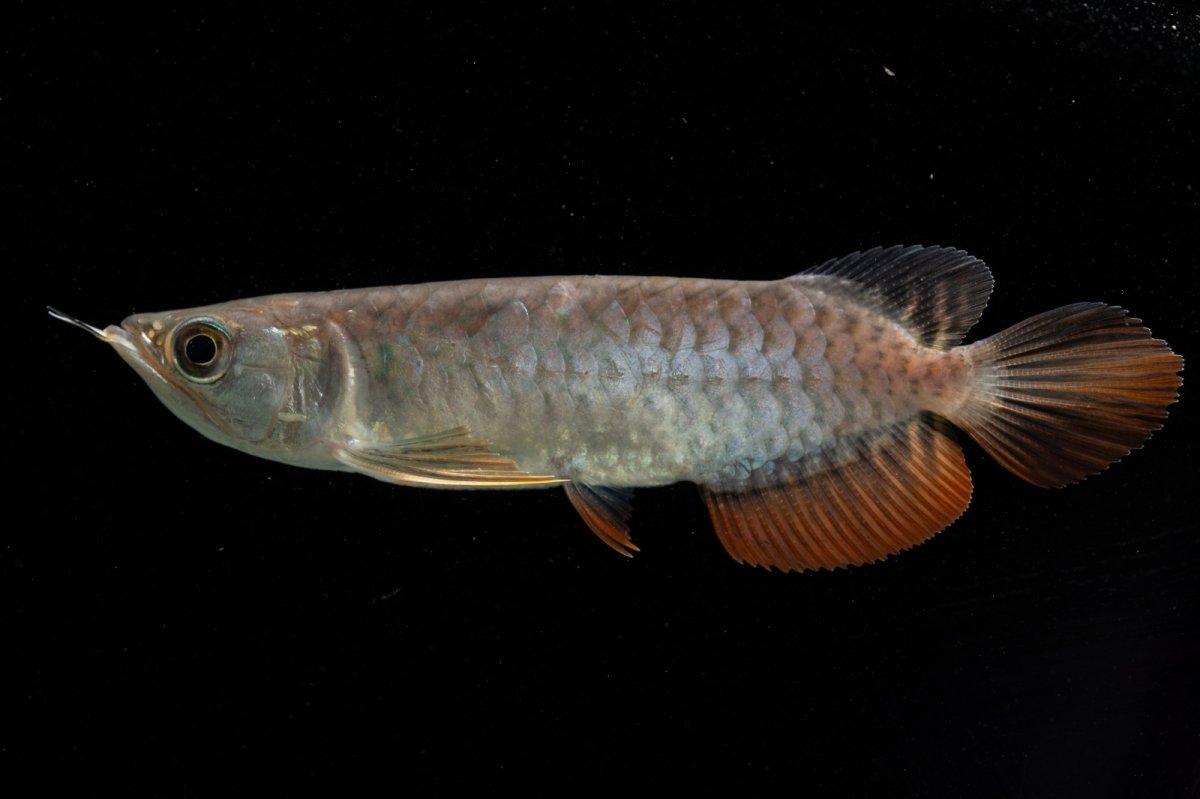 画像8: 紅尾金龍　NO.38（アクアリーダー産） (8)