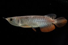 画像8: 紅尾金龍　NO.38（アクアリーダー産） (8)