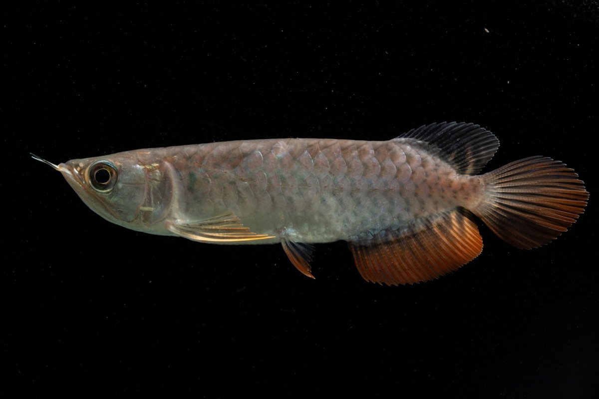 画像7: 紅尾金龍　NO.38（アクアリーダー産） (7)