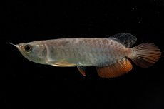 画像7: 紅尾金龍　NO.38（アクアリーダー産） (7)