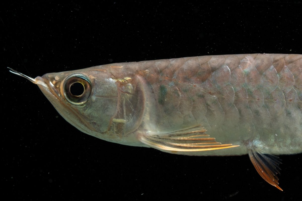 画像9: 紅尾金龍　NO.38（アクアリーダー産） (9)