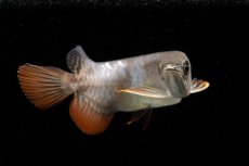 画像4: 紅尾金龍　NO.38（アクアリーダー産） (4)