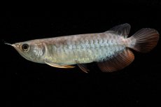 画像6: 紅尾金龍　NO.38（アクアリーダー産） (6)