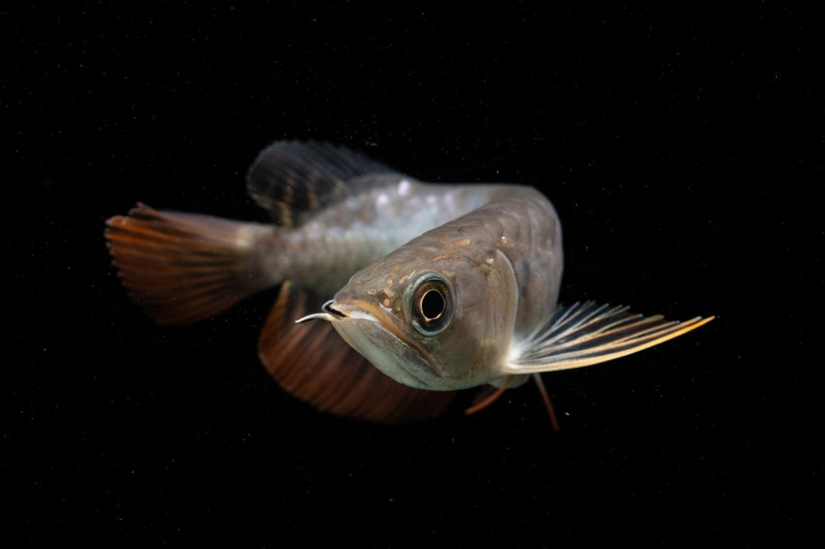 画像5: 紅尾金龍　NO.38（アクアリーダー産） (5)