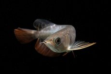 画像5: 紅尾金龍　NO.38（アクアリーダー産） (5)