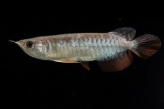 画像3: 紅尾金龍　NO.38（アクアリーダー産） (3)