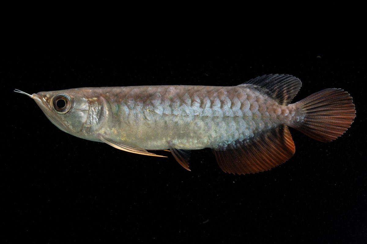 画像1: 紅尾金龍　NO.38（アクアリーダー産） (1)