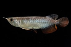 画像1: 紅尾金龍　NO.38（アクアリーダー産） (1)