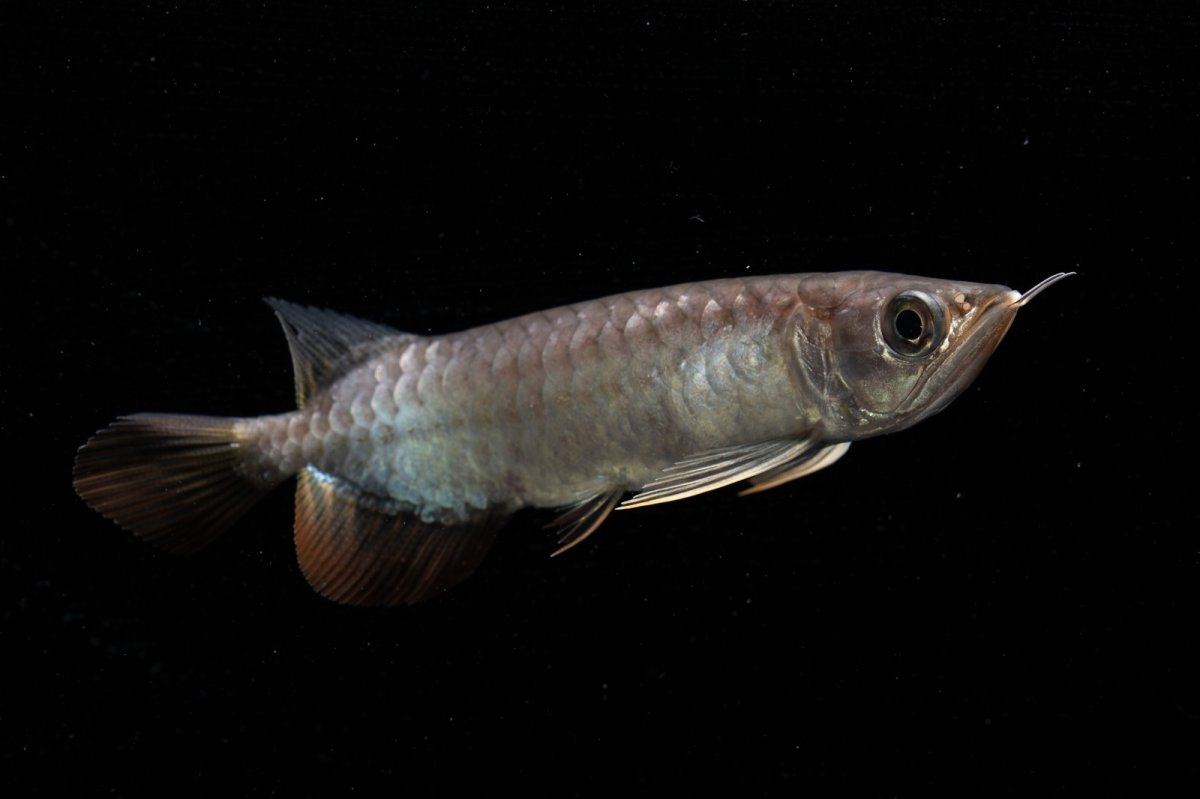 画像6: 紅尾金龍　NO.39（アクアリーダー産） (6)