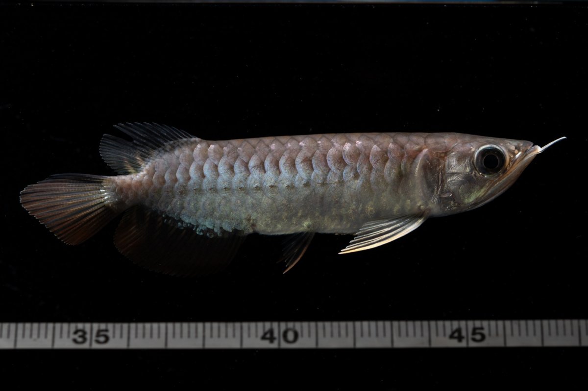 画像15: 紅尾金龍　NO.39（アクアリーダー産） (15)