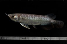 画像14: 紅尾金龍　NO.39（アクアリーダー産） (14)