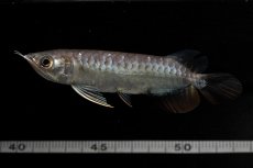 画像13: 紅尾金龍　NO.39（アクアリーダー産） (13)