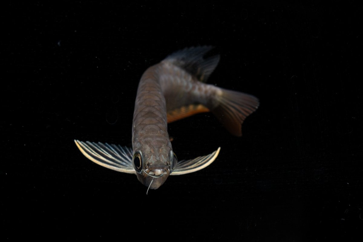 画像12: 紅尾金龍　NO.39（アクアリーダー産） (12)