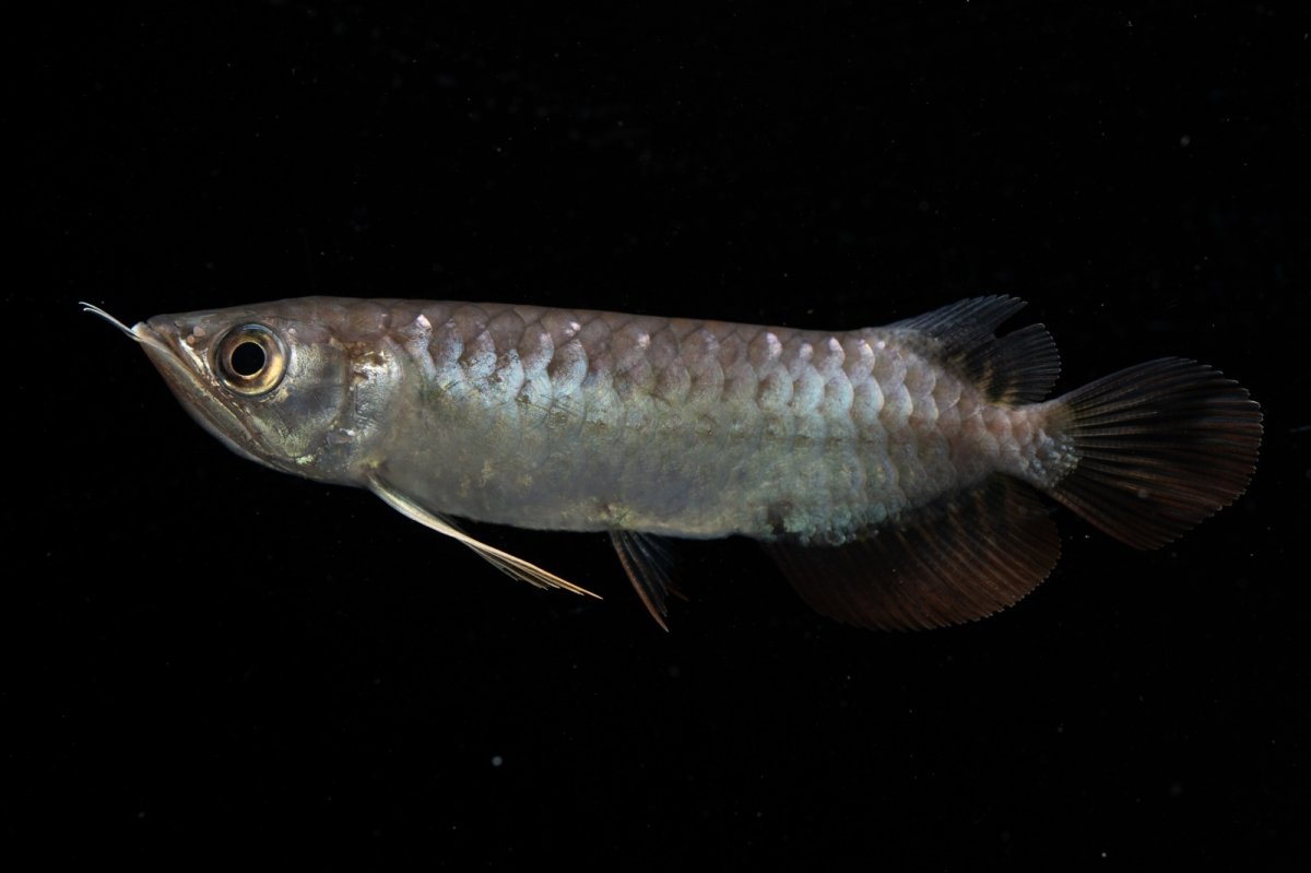 画像11: 紅尾金龍　NO.39（アクアリーダー産） (11)