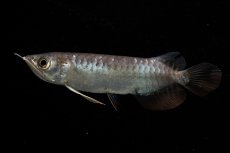 画像11: 紅尾金龍　NO.39（アクアリーダー産） (11)