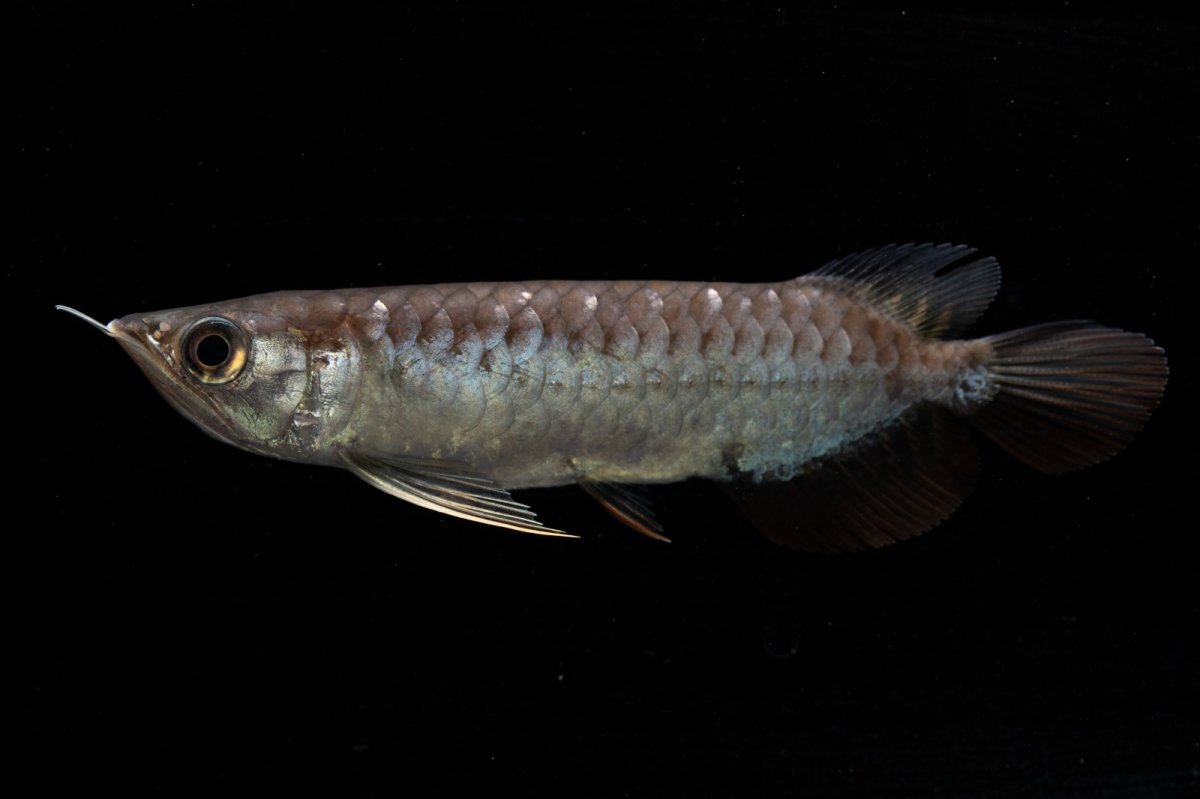 画像10: 紅尾金龍　NO.39（アクアリーダー産） (10)