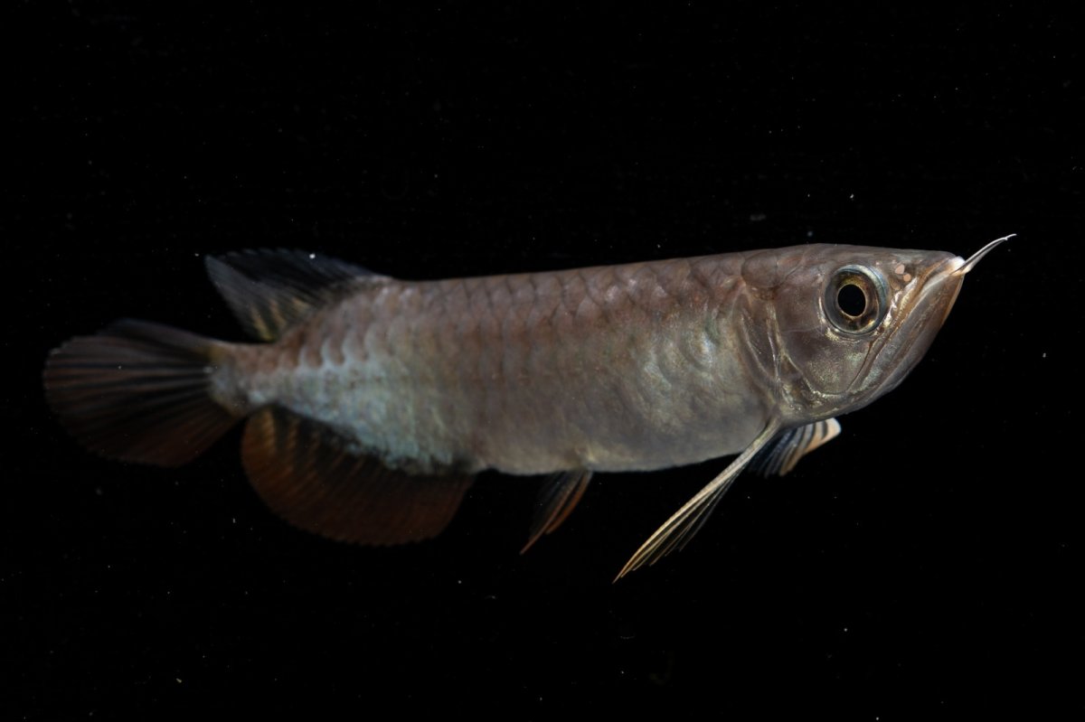 画像4: 紅尾金龍　NO.39（アクアリーダー産） (4)