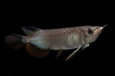 画像4: 紅尾金龍　NO.39（アクアリーダー産） (4)