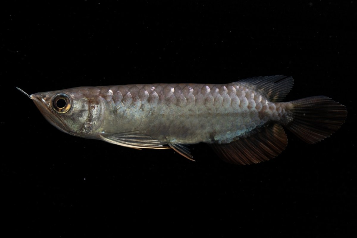 画像7: 紅尾金龍　NO.39（アクアリーダー産） (7)