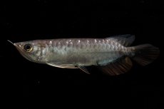 画像7: 紅尾金龍　NO.39（アクアリーダー産） (7)