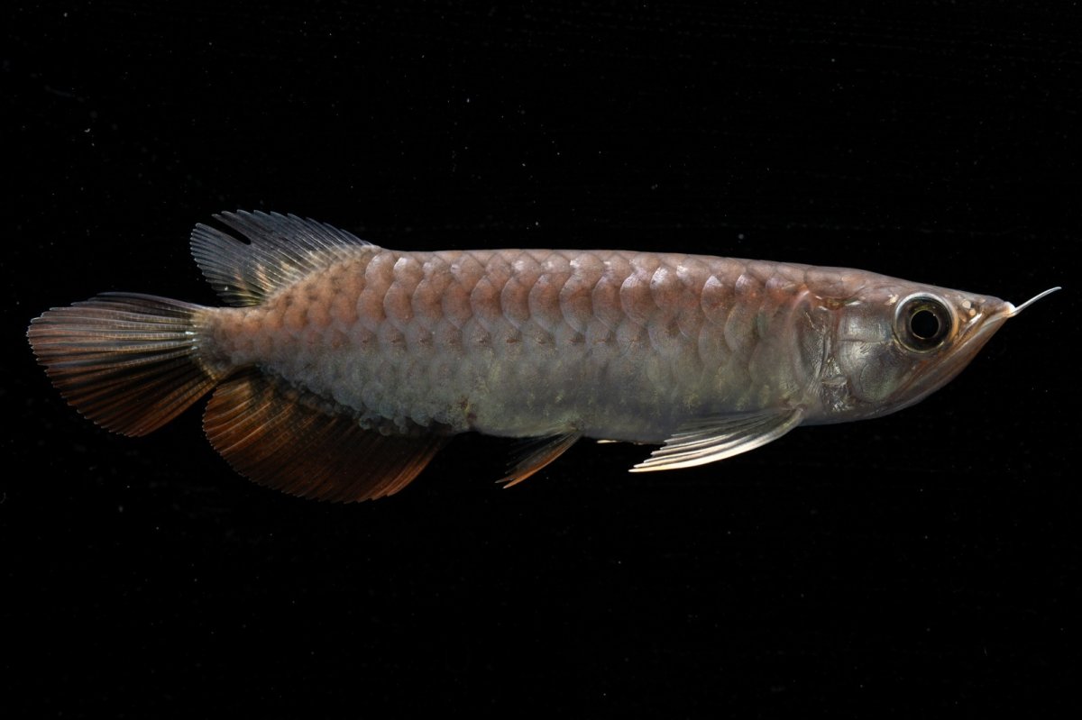 画像2: 紅尾金龍　NO.39（アクアリーダー産） (2)