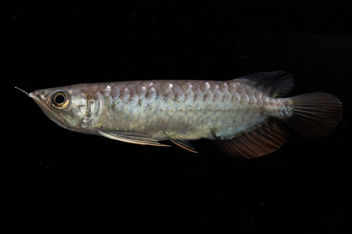 画像3: 紅尾金龍　NO.39（アクアリーダー産） (3)