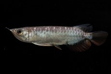 画像1: 紅尾金龍　NO.39（アクアリーダー産） (1)