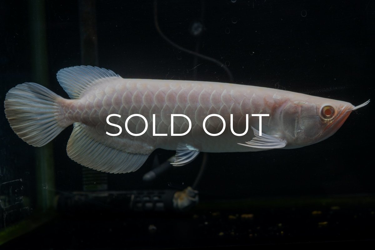 画像2: アルビノ過背金龍　NO.1（アクアリーダー産） (2)