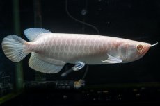 画像2: アルビノ過背金龍　NO.1（アクアリーダー産） (2)
