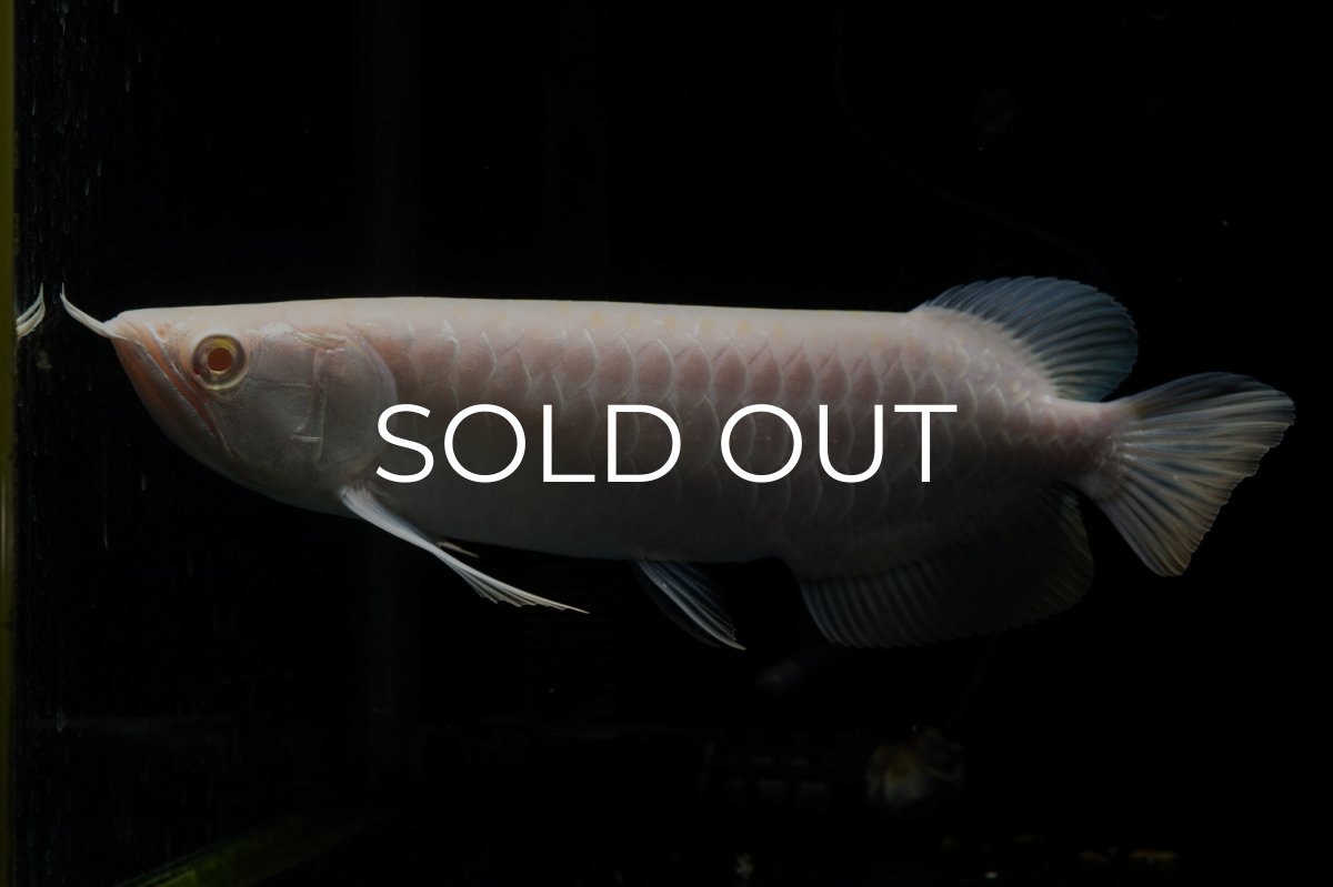 画像3: アルビノ過背金龍　NO.1（アクアリーダー産） (3)