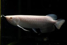 画像3: アルビノ過背金龍　NO.1（アクアリーダー産） (3)